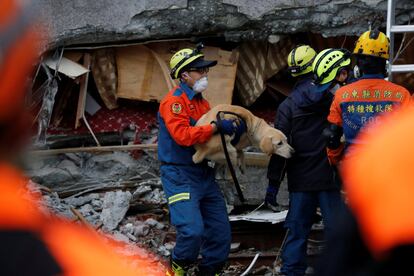 Una brigada de rescate salva a un perro de un hotel afectado por el terremoto en Hualien (Taiwán), el 7 de febrero de 2018.