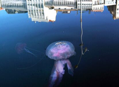 Un ejemplar de <i>pelagia noctiluca</i>, rosada, fluorescente y peligrosa, en el puerto coruñés.