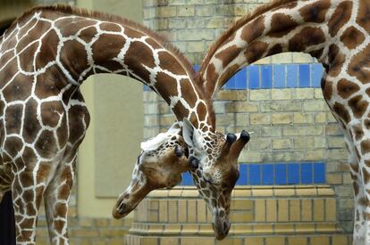 TOPSHOT - Two giraffes stand together in their enclosure at the zoo in Berlin on August 18, 2016. / AFP PHOTO / dpa / Maurizio Gambarini / Germany OUT