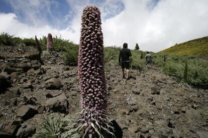 <b>Por PAULA LÓPEZ</b><p> En mi familia somos cuatro y ninguno anda muy cuerdo. Y ese verano, en La Palma (Canarias), descubrimos hasta qué punto llegaba nuestro problema mental. Primero, en el avión a la isla, mi hermana decidió ponernos motes. Muy normal todo. Finalmente llegamos y tras unos días de playa en los que mi madre y mi hermana decidieron desnudarse en el agua, ya que fuera les daba vergüenza (el agua era cristalina), nos tocó ir a la Caldera de Taburiente, un camino en un volcán no precisamente corto, con mil subidas y bajadas, con dos botellas de agua y con 40 grados a la sombra. Eso sí, precioso, con cascada de colores incluida. Como era de esperar, se nos acabó el agua y la cogimos de un riachuelo. Conclusión: diarrea el resto de vacaciones para los cuatro. El día de vuelta nos despistamos y cogimos otro vuelo, acabamos en Tenerife. Una de mis mejores vacaciones.