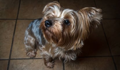 Un yorkshire terrier, en una imagen de archivo.