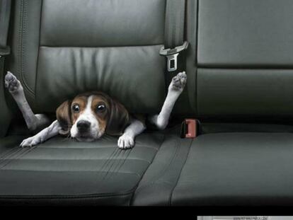 Alojamiento 'low cost' para perros y gatos