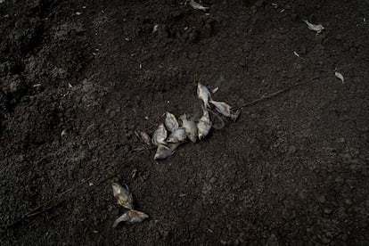 Miles de peces muertos quedaron amontonados alrededor de la zona más profunda de la laguna, donde quedaba una última charca antes de desaparecer por completo el agua.