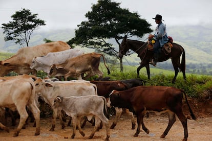 A young man herds cattle near Buenavista, in the municipality of Mesetas, Colombia, in 2017.