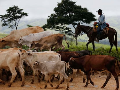 A young man herds cattle near Buenavista, in the municipality of Mesetas, Colombia, in 2017.
