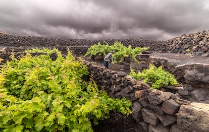 Bodegas y viñas El Grifo. Lanzarote. Fotografía proporcionada por la bodega 