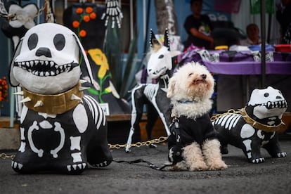 En fechas recientes también se designa el 28 de octubre para recordar a las mascotas.
