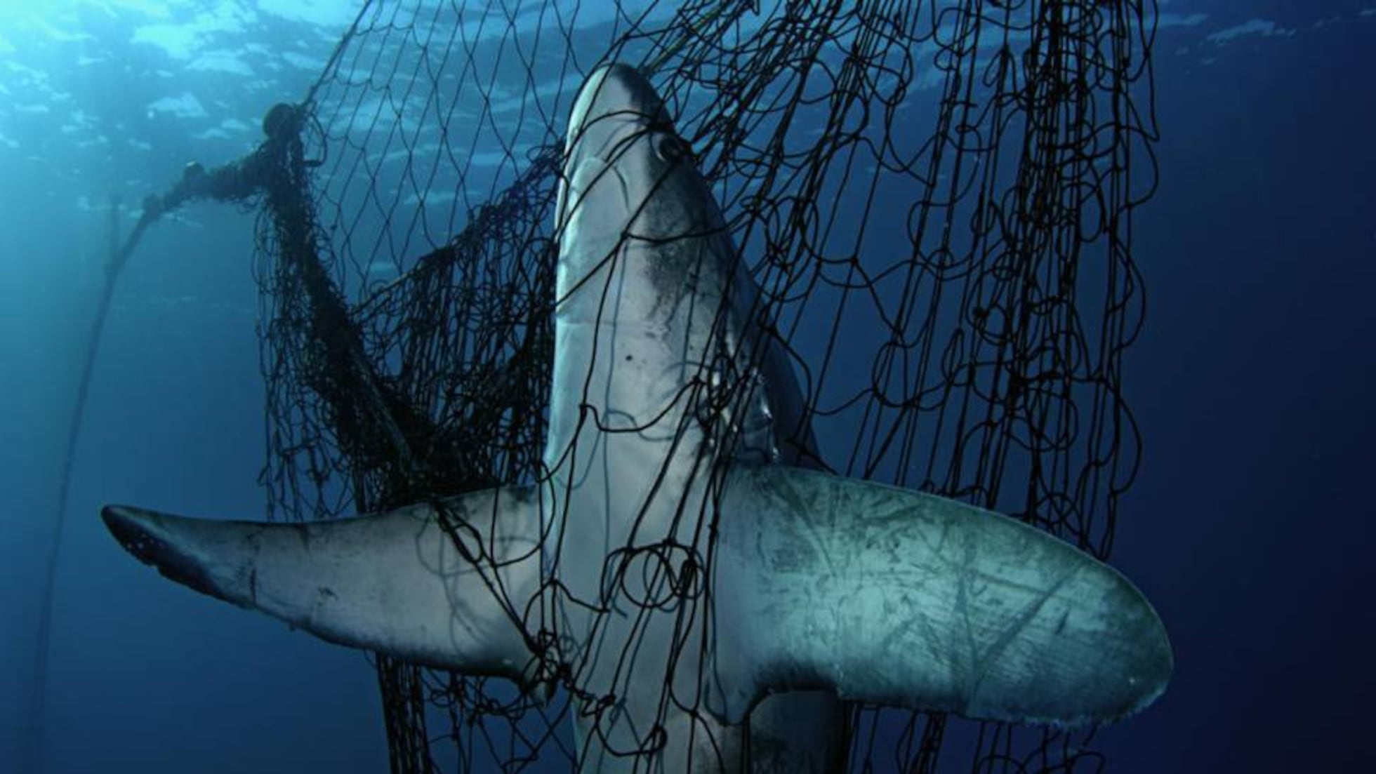 Atrapados en las redes sin querer | Planeta Futuro | EL PAÍS