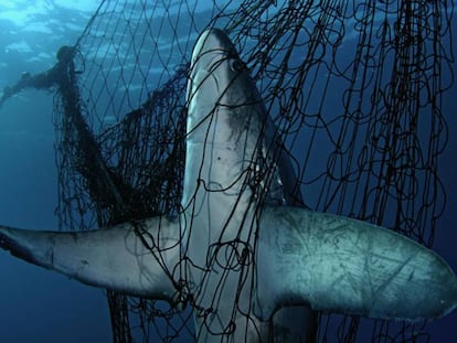 Un tiburón atrapado en una red de pesca.