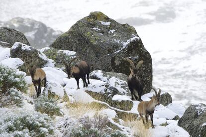 La nieve está garantizada durante el invierno en <a href="https://turismogredosnorte.com/" rel="nofollow" target="_blank">el parque regional de la sierra de Gredos</a>, a cincuenta minutos en coche desde Ávila ciudad, y a dos horas desde Madrid. Picos de más de 2.300 metros de altura (despunta el Almanzor, con 2.592 metros), y un paisaje modelado por la erosión glaciar en las rocas graníticas del Sistema Central. La Laguna Grande de Gredos y la Plataforma de Gredos están concurridas <a href="https://www.turismocastillayleon.com/es/rural-naturaleza/espacios-naturales/parque-regional-sierra-gredos" rel="nofollow" target="_blank">pero hay otras rutas de distinta dificultad, a pie y en bicicleta</a>. Y bonitos paseos por los alrededores de <a href=" https://ayuntamientohoyosdelespino.es/" rel="nofollow" target="_blank">Hoyos del Espino</a>, <a href="https://navarredondadegredos.net/" rel="nofollow" target="_blank">Navarredonda de Gredos</a> y <a href="https://www.aytobarcodeavila.com/" rel="nofollow" target="_blank">El Barco de Ávila</a>.