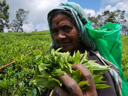 Las manos que recogen el té