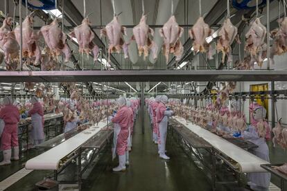 Uno de los mayores mataderos de pollos de China, que procesa 10.000 aves por hora, en Juangsu.