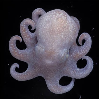 Imagen del 'Megaleledone setebos', especie de pulpo identificada como la más cercana al antecesor común de buena parte de los pulpos modernos. El ejemplar de la imagen es joven, ya que los adultos alcanzan el metro de diámetro