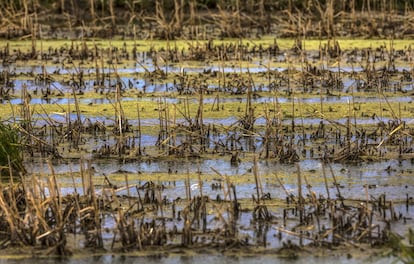 Los arrozales no solo son el paisaje más extendido, sino que juegan un papel clave para mantener la extraordinaria riqueza ornitológica de este espacio protegido: son el hábitat en el que se alimentan la mayor parte de las aves de l´Albufera.