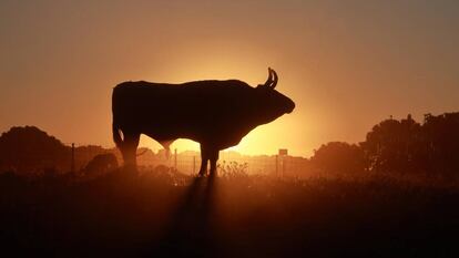 'Potrico', toro de El Pilar, indultado el pasado 24 de agosto en Astorga.