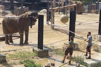 Dos operarios del zoo mojan a una elefanta