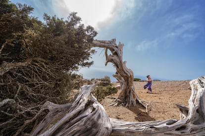 Un árbol peinado por el viento deja mi absurda lucha cotidiana como una broma de mal gusto. Y consciente de mi ego, tan arraigado como este árbol, siento vergüenza.