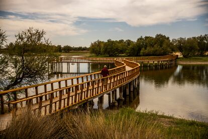 Zona visitable del Parque Nacional de Las Tablas de Daimiel que se mantiene inundada de forma artificial. 