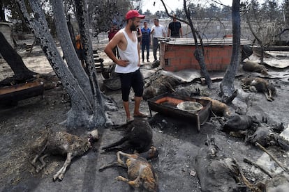 Los bomberos trataban el jueves de controlar las llamas todavía activas en el norte y el este de Argelia, al día siguiente de violentos incendios que dejaron al menos 38 muertos, más de 200 heridos y escenas de desolación. En la imagen, Hamdi, un granjero argelino, revisa sus animales carbonizados en su granja en las afueras de la ciudad de el-Tarf, el miércoles.