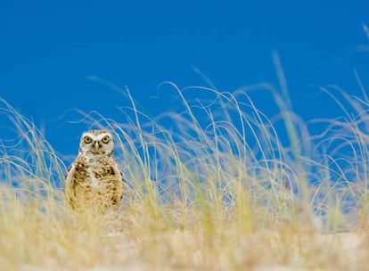 Mención especial en la categoría de Retrato de Animales. Ebenriter partió una mañana a fotografiar a los búhos de madriguera en la isla de Florianópolis, en el sur de Brasil. Tuvo que permanecer tumbado frente a un agujero hasta lograr el disparo perfecto.