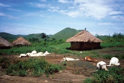 Ganado muerto tras la erupción del lago Nyos (Camerún) en 1986.