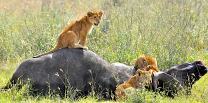 En todos los ecosistemas donde el león es el rey, existe la misma proporción de leones y presas, como éste búfalo.