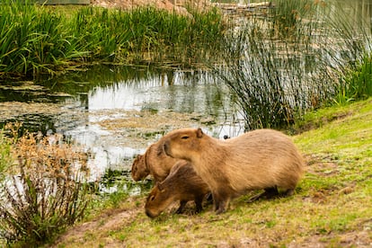 Capibaras se acercan al lago, en Nordelta. 