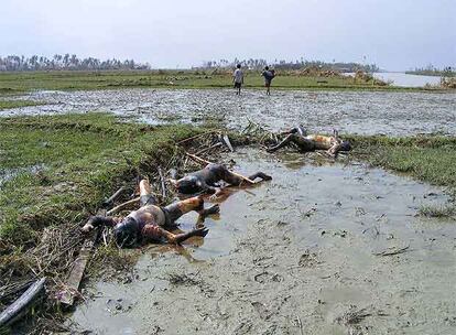 Varios cadveres yacen en el municipio de Irrawaddy, al sureste de Myanmar, tras el paso del cicln Nargis.