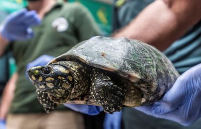 Un agente del Servicio de Protección de la Naturaleza (Seprona) muestra un ejemplar de tortuga de las más de 1.100 incautadas durante la desarticulación de una de las mayores organizaciones internacionales dedicada al tráfico ilegal de especies amenazadas de tortuga en Mallorca (España).