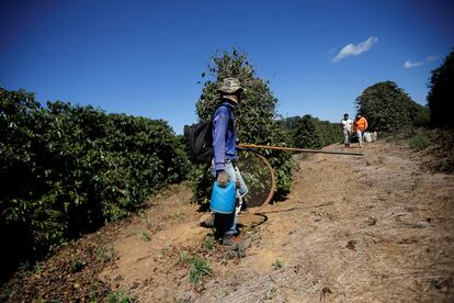 Trabalhador durante fiscalização em fazenda de café em Minas Gerais, em agosto de 2019.