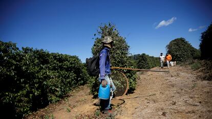 Trabalhador durante fiscalização em fazenda de café em Minas Gerais, em agosto de 2019.