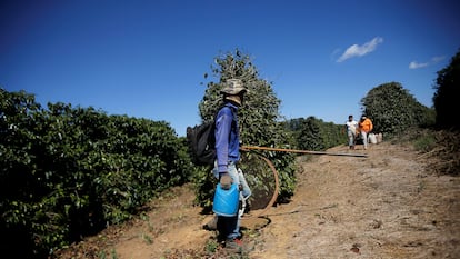 Trabalhador durante fiscalização em fazenda de café em Minas Gerais, em agosto de 2019.