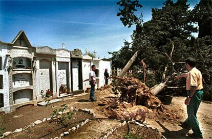 Un tornado arrancó el lunes varios árboles del cementerio de Benissanet, en la Ribera d&#39;Ebre.