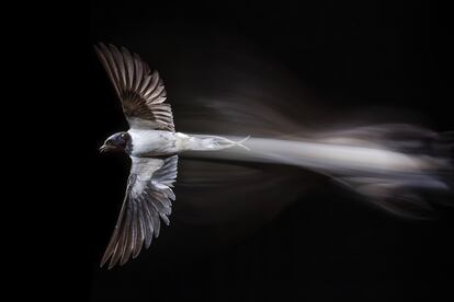 Uno de los vuelos más rápidos es el de la golondrina común. Para captar su estela, la fotografía está realizada con una técnica a baja velocidad combinando luz continua y luz de flas.