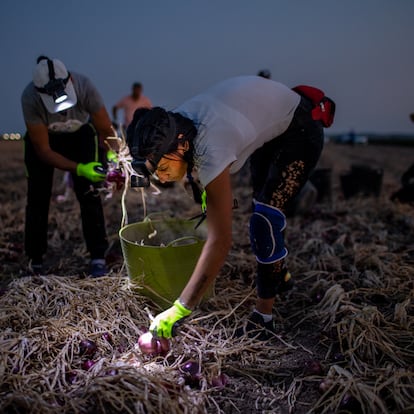 Lebrija, Sevilla. Una cuadrilla de jornaleros recoge cebollas por la noche para evitar las altas temperaturas que se alcanzan durante la pemporada de la cebolla en verano.