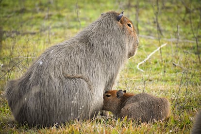 Una familia de carpinchos en Nordelta, Argentina.