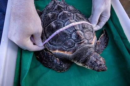 Un veterinario mide el caparazón de una tortuga marina (Caretta caretta) para comprobar su crecimiento dentro del programa de cría del Oceanográfic, antes de liberarlas en la naturaleza. 
