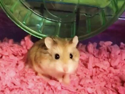 Pebbles, el hámster de Belén Aldecosea, en una imagen cedida por ella.