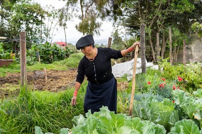 Magdalena Laine en una de sus chakras, sistema agrícola ancestral de los pueblos indígenas de Ecuador, en la comunidad Cumbas-Cotacachi, en 2023. 