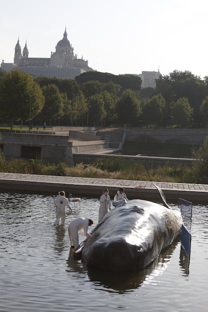Whale se puede ver a la altura de el puente de Segovia por donde pasa el río Manzanares.