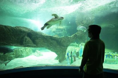 Javier García, biólogo y jefe de acuaristas del Zoo Aquarium, observa atentamente a Bubu. En la parte inferior, el belén instalado.