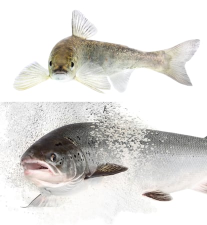 Los salmones jóvenes, llamados smolts, sufren una profunda transformación antes de iniciar su migración al mar. Arriba, un smolt; abajo, un salmón atlántico ya adulto.