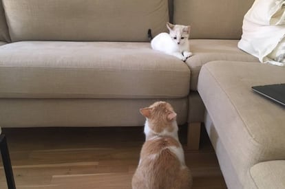 Mía observa desconfiada al recién llegado Atún.