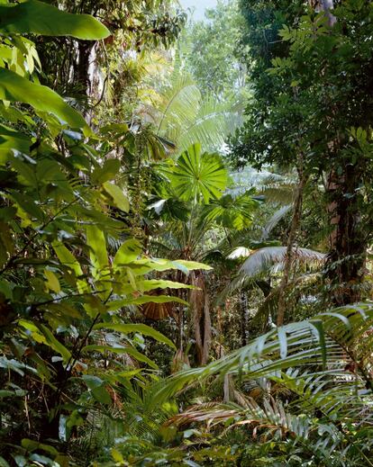 Paradise 1, Daintree, Australia, 1998