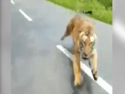 El animal surgió de entre los árboles mientras circulaban por el Parque Nacional de Nagarhole