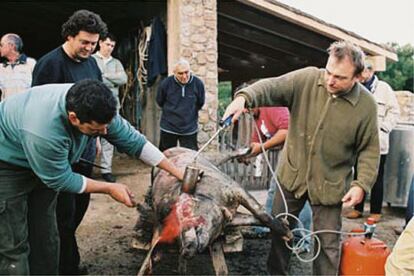 En Ferrutx (Mallorca), a finales de noviembre de 2004, durante la matanza del cerdo. Barcel nunca falta a esta ceremonia, enraizada en su vida desde muy ni?o.