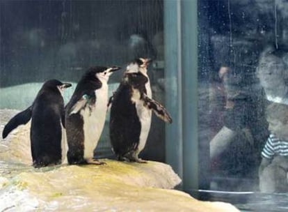 Unos visitantes ante el ecosistema polar instalado en Faunia para los pingüinos.