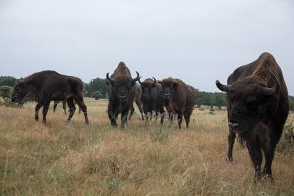 Una manada de bisontes que vive en semilibertad en una finca en Cubillo, Segovia.