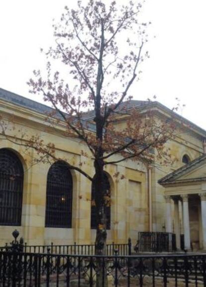 Imagen reciente del Árbol de Gernika, en la que se aprecia su mal estado.