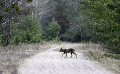 A wolf crosses a road in a forest in the 30 km (19 miles) exclusion zone around the Chernobyl nuclear reactor near the abandoned village of Dronki, Belarus, April 2, 2016. What happens to the environment when humans disappear? Thirty years after the Chernobyl nuclear disaster, booming populations of wolf, elk and other wildlife in the vast contaminated zone in Belarus and Ukraine provide a clue. On April 26, 1986, a botched test at the nuclear plant in Ukraine, then a Soviet republic, sent clouds of smouldering radioactive material across large swathes of Europe. Over 100,000 people had to abandon the area permanently, leaving native animals the sole occupants of a cross-border "exclusion zone" roughly the size of Luxembourg.  REUTERS/Vasily Fedosenko SEARCH "WILD CHERNOBYL" FOR THIS STORY. SEARCH "THE WIDER IMAGE" FOR ALL STORIES